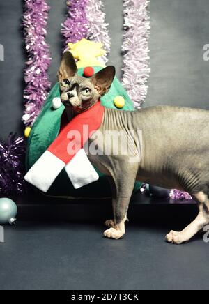 Un chat sphynx dans un décor de Noël, pendant les fêtes de fin d'année. Lit chat de Noël. Banque D'Images