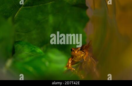 Grenouille isolée grimpant dans un pot. Mise au point sélective, photographie couleur, macro, photographie de la nature. Banque D'Images