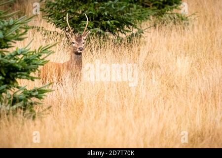 cerf rouge dans de l'herbe longue sur le bord du forêt Banque D'Images