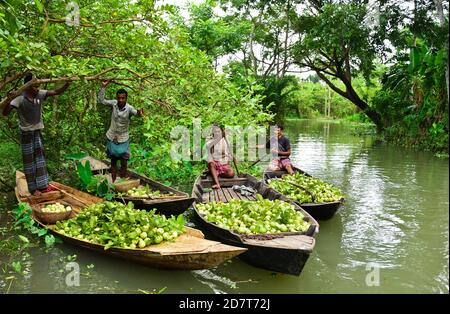 Le marché flottant du Bangladesh est célèbre pour le commerce de la Guava ainsi que d'autres légumes sur les bateaux. L'endroit est à Bhimruli - un village de Jhalakathi district à Barisal. Cette région est à environ 15 kilomètres de la ville de district et le marché est toujours bondé avec des acheteurs et des vendeurs car différents types de produits sont échangés ici. Tout au long de l'année, le marché offre divers produits à acheter. Cependant, l'endroit devient plus bondé dans la saison pour les guavas et les prunes de porc du mois de juillet à septembre. Le marché flottant s'installe tous les jours de la semaine de 8 h à 13 h dans l'estuaire Banque D'Images