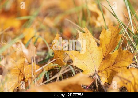 Photo en gros plan d'une feuille d'érable jaune tombée dans la nature automnale. Banque D'Images