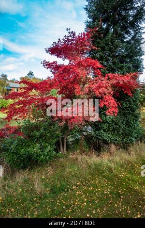 Superbe érable japonais rouge dans un joli jardin Banque D'Images