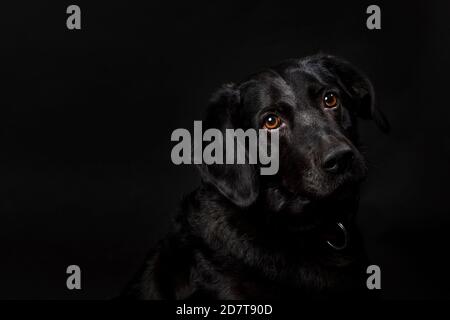 Portrait d'un adorable chien noir labrador aux yeux bruns, tourné sur fond noir. Chien adulte avec un pelage brillant, prise de vue horizontale en studio Banque D'Images