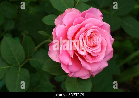 Ashley's belle rose rose close-up. Une fleur, dans un jardin en conditions naturelles dans la verdure, sous le ciel ouvert. Banque D'Images