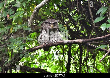 Oiseau hibou de l'aigle à ventre direct, assis sur l'arbre dans la nature, Thaïlande Banque D'Images