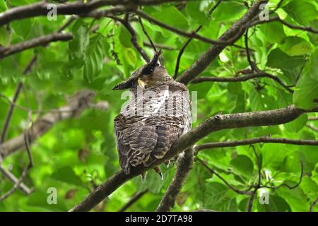 Oiseau hibou de l'aigle à ventre direct, assis sur l'arbre dans la nature, Thaïlande Banque D'Images