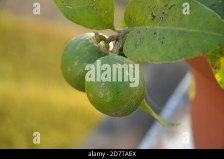 légumes dans le jardin. Banque D'Images