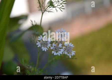 graines et fleurs de coriandre Banque D'Images