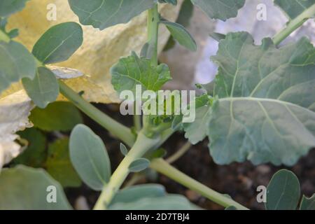 légumes dans le jardin. Banque D'Images