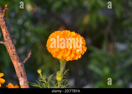 Fleurs Marigold. Emplacement de l'image: Katmandou, Népal Banque D'Images