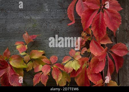 Vigne russe aux couleurs de l'automne Banque D'Images