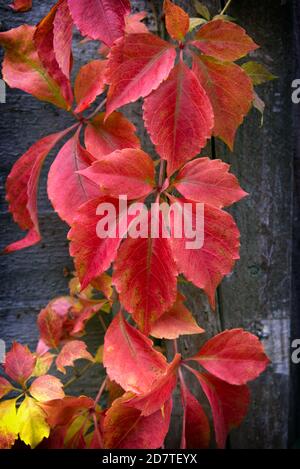 Vigne russe aux couleurs de l'automne Banque D'Images