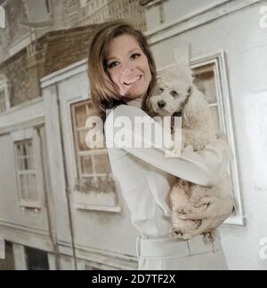 Diana Rigg, britische Schauspielrin, bekannt aus der Fernsehserie 'it Schirm, charme und Melone', à Hambourg; Deutschland um 1966. L'actrice britannique Diana Rigg, connue de la série télévisée "Les Avengers", à Hambourg, en Allemagne vers 1966. Banque D'Images