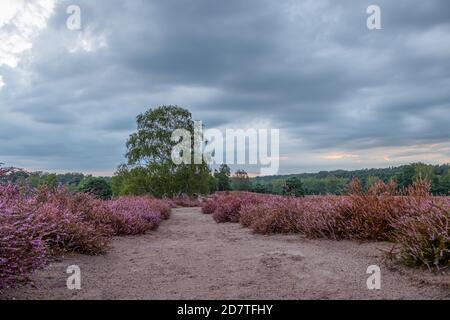 Heather est une importante source de nourriture pour divers moutons et cerf qui peut brouter les bouts des plantes quand la neige couvre la végétation à faible croissance Banque D'Images