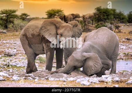 Des éléphants à une colline termite, parc national d'Etosha, Banque D'Images