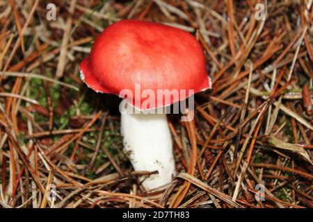 La Russula emetica Sickener Banque D'Images