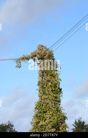 Clematis vitalba (barbe d'un vieil homme / joie des voyageurs) croissance sur un poteau télégraphique et le long des fils Banque D'Images