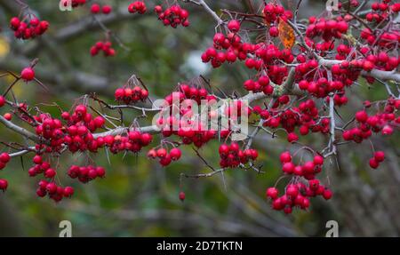 Hawthorns Grand et divers genre de la famille des Rosacées, fruits de l'aubépine préparations à base de plantes, source nutritive de nourriture, aiguilles pointues, aiguilles pointues. Banque D'Images