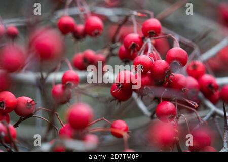 Hawthorns Grand et divers genre de la famille des Rosacées, fruits de l'aubépine préparations à base de plantes, source nutritive de nourriture, aiguilles pointues, aiguilles pointues. Banque D'Images