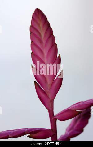 La famille Bromeliad est principalement composée d'épiphytes arboricoles indigènes de la forêt tropicale d'Amérique centrale et d'Amérique du Sud. Les fleurs durent longtemps Banque D'Images