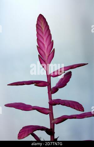 La famille Bromeliad est principalement composée d'épiphytes arboricoles indigènes de la forêt tropicale d'Amérique centrale et d'Amérique du Sud. Les fleurs durent longtemps Banque D'Images