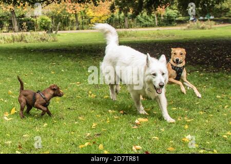 25 octobre 2020. Peckham Rye, Londres, Royaume-Uni. Chien jouant à Peckham Rye Park, dans le sud de Londres parmi les couleurs automnales et les averses lourdes alors que British Summertime arrive à la fin et nous nous retrouvons en hiver. David Rowe/ Alamy Live News Banque D'Images