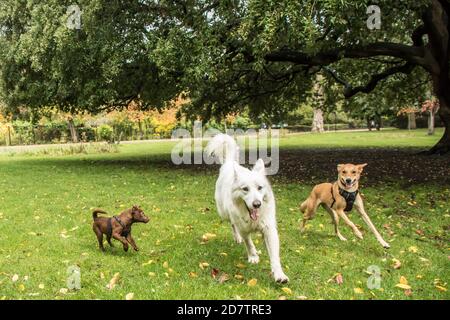 25 octobre 2020. Peckham Rye, Londres, Royaume-Uni. Chien jouant à Peckham Rye Park, dans le sud de Londres parmi les couleurs automnales et les averses lourdes alors que British Summertime arrive à la fin et nous nous retrouvons en hiver. David Rowe/ Alamy Live News Banque D'Images