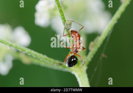 Acrobat Ant (Crematogaster spp.), adultes pucerons du lait, Hill Country, Central Texas, États-Unis Banque D'Images