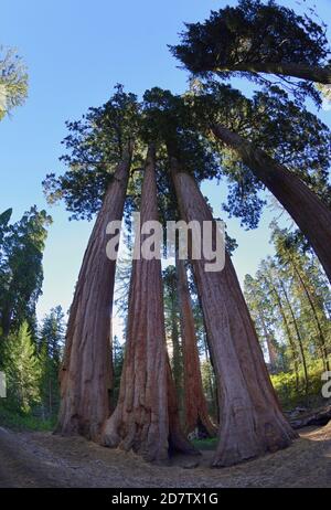 Séquoia géant (Sequoiadendron giganteum), parc national de Sequoia et Kings Canyon, Californie, États-Unis Banque D'Images