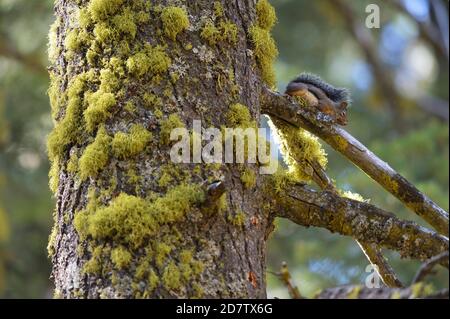 Douglas Squirrel (Tamiasciurus douglasii), parc national de Sequoia et Kings Canyon, Californie, États-Unis Banque D'Images