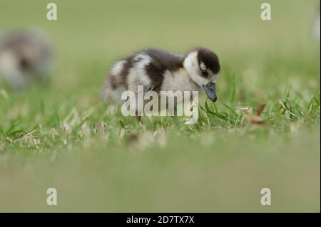 Egyptian Goose (Alopochen aegyptiaca), Chick, Hill Country, Central Texas, Etats-Unis Banque D'Images
