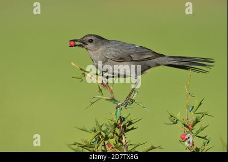 Oiseau gris (Dumetella carolinensis), adulte se nourrissant des baies Agarita (Berberis trifoliolata), South Padre Island, Texas, États-Unis Banque D'Images