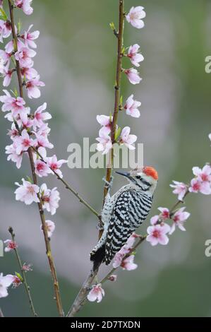 Pic à dos en échelle (Picoides scalaris), mâle adulte perchée sur un arbre de pêche en fleur (Prunus persica), Hill Country, Texas central, États-Unis Banque D'Images