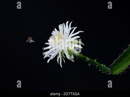 Sphinx Moth (Sphingidae), adulte de nuit buvant hors de la nuit-Blooming Cereus (Peniocereus greggii), Hill Country, Texas, États-Unis Banque D'Images