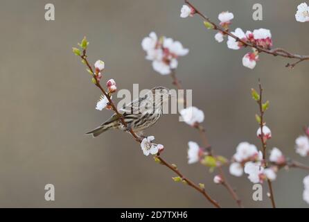 PIN Siskin (Carduelis pinus), adulte perché sur un abricot en fleur (Prunus sp), Hill Country, Texas central, États-Unis Banque D'Images