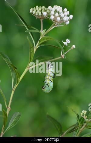 Queen (Danaus gilippus), caterpillar Pupating on Aquatic Milkweed (Asclepias perennis), série, Hill Country, Central Texas, États-Unis Banque D'Images