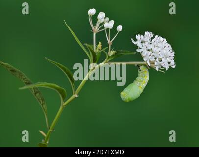 Queen (Danaus gilippus), caterpillar Pupating on Aquatic Milkweed (Asclepias perennis), série, Hill Country, Central Texas, États-Unis Banque D'Images