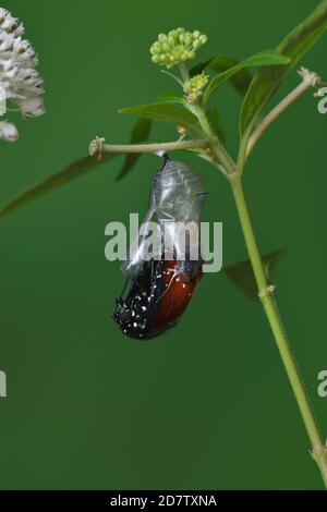 Queen (Danaus gilippus), papillon émergeant de la chrysalide sur l'herbe à lait aquatique (Asclepias perennis), série, Hill Country, Central Texas, États-Unis Banque D'Images