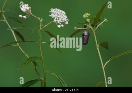 Queen (Danaus gilippus), papillon émergeant de la chrysalide sur l'herbe à lait aquatique (Asclepias perennis), série, Hill Country, Central Texas, États-Unis Banque D'Images