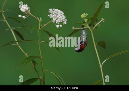 Queen (Danaus gilippus), papillon émergeant de la chrysalide sur l'herbe à lait aquatique (Asclepias perennis), série, Hill Country, Central Texas, États-Unis Banque D'Images