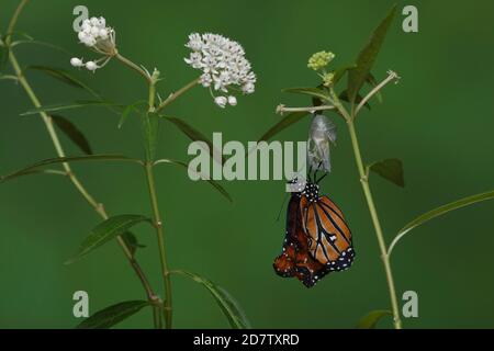 Queen (Danaus gilippus), ailes en expansion de papillon après avoir émergé de la chrysalide sur l'Asclepias perennis aquatique, série, Hill Country, cent Banque D'Images