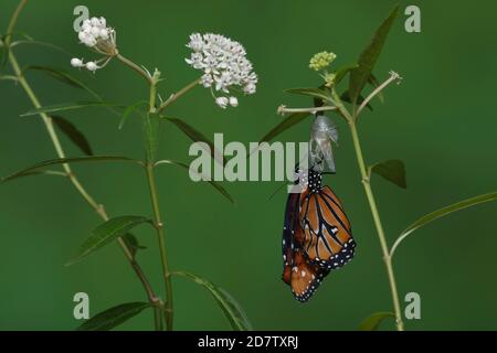 Queen (Danaus gilippus), ailes en expansion de papillon après avoir émergé de la chrysalide sur l'Asclepias perennis aquatique, série, Hill Country, cent Banque D'Images