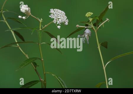 Queen (Danaus gilippus), papillon émergeant de la chrysalide sur l'herbe à lait aquatique (Asclepias perennis), série, Hill Country, Central Texas, États-Unis Banque D'Images