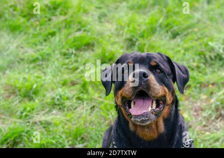 Portrait d'un chien joyeux rottweiler à bouche ouverte. Un chien drôle regarde l'appareil photo avec intérêt. Marche avec un animal de compagnie dans un parc pour chiens. P Banque D'Images