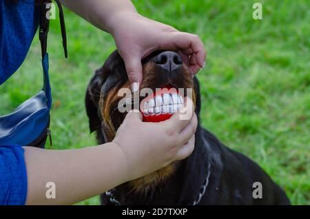 Les mains des femmes dans des gants sans doigts et le rottweiler avec boule de sourire dans la bouche. Le chien tient le jouet rouge avec un grand sourire aainté. Promenade amusante avec votre animal de compagnie Banque D'Images
