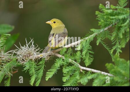 Scarlet Tanager (Piranga olivacea), femelle adulte, South Padre Island, Texas, États-Unis Banque D'Images