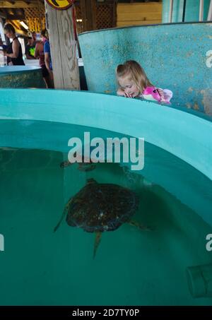 Tortue de mer ridley de Kemp (Lepidochelys kempii), centre de secours et de réhabilitation, Sea Turtle, Inc., South Padre Island, Texas, États-Unis Banque D'Images