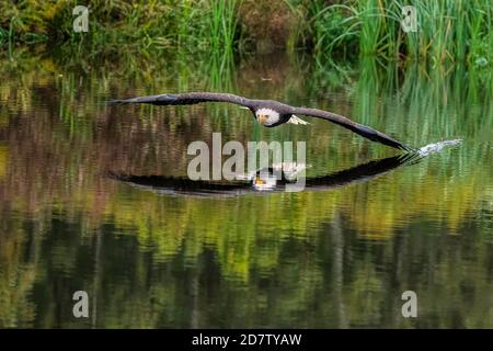 Aigle à tête blanche mâle volant au-dessus d'un étang à la traîne d'une aile dans l'eau, en camoulant une réflexion avec la couleur d'automne Banque D'Images