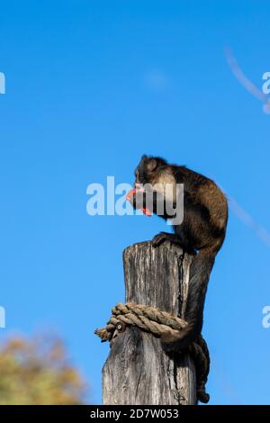 Capucins à ventre doré (latin: Cebus xanthosternos) ces singes capucins vivent en groupes d'environ 3-30 personnes avec une hiérarchie Banque D'Images