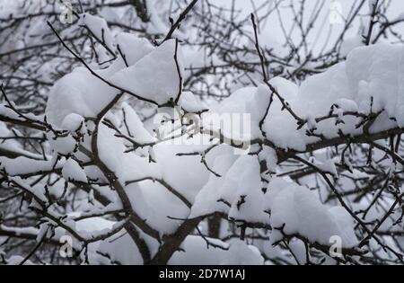 Paysage d'hiver : neige sur les branches des arbres Banque D'Images
